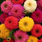 Zinnia Dahlia Mix Seeds 150+ Flower Elegans Annual MIXED USA SELLER FREE S&H