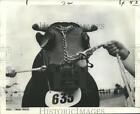 1966 Press Photo Bull Fighting - Bull Named Ridgewardin Belfast Wears Mask