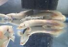 LIVE TROPICAL Fish~Platinum Senegal Bichir Polypterus senegalus platinum4-4.5in