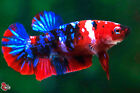 Live Betta Fish Aquarium Fancy Red Koi Female Hmpk #F745 Thailand Seller