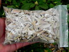 B GRADE 1 Pound Bag North African Sharks Teeth  Fossil Shark Tooth 600-800 count