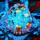 New ListingGreen Time Warp Chalice Zoanthids Paly Zoa SPS LPS Corals, WYSIWYG