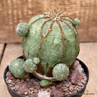 D2593 EUPHORBIA OBESA ARROW PROLIFICA pot12-H12-W10,5 cm MaMa Cactus