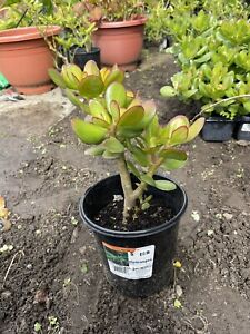 LARGE 1+ FOOT Rooted Jade / Money Plant Live Bonsai Tree Start