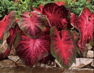 Caladium Red Flash (10 bulbs) Thrives in Heat and Humidity