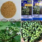400-550 Turkey Berry Brush Seeds Eggplant Thiththa Thibbatu Solanum violaceum