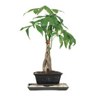 Braided Money Tree Indoor Bonsai with 8 in. Humidity Tray and Deco Rock 4-Yr Old