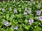 3 MEDIUM Water Hyacinth Plants for ponds