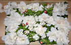 LOT OF 3 FAUX ARTIFICIAL 6' FT LONG IVORY COLORED FLORAL FLOWER GARDENIA SWAG