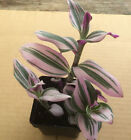 Pink Tradescantia Nanouk Live Plant (Wandering Jew) Indoor House Plant // 2