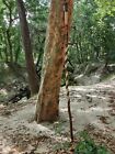 Sturdy Twisted Wooden Walking Stick 55 in Handcrafted in the USA Hiking Trekking