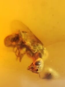 Hymenoptera wasp bee Burmite Myanmar Burmese Amber insect fossil dinosaur age