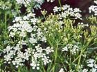 CARAWAY, HERB 1000+ SEEDS CAN USE SEEDS, PLANT AND ROOTS ON THIS HERB