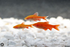 12 Albino Cherry Barbs - Peaceful Schooling Live Fish Fast Shipping