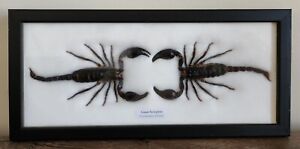 2 REAL BIG  SCORPIONS TAXIDERMY  INSECTS IN FRAME  6