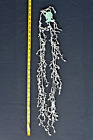 ANTICA SARTORIA WHITE BEADS WITH COWRIE SHELLS NECKLACE NWT