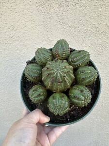 Euphorbia Obesa Baseball Succulent Ships In 6” Pot. Easy To Care For. Cute!