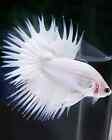 Live Betta Fish White Platinum Crowntail Male  with DOA Guarantee S965