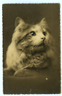 Pet Cat Portrait Real Photo Postcard