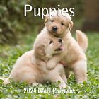 2024 Puppies Dogs Monthly Wall Calendar 2024