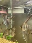 2 Live  fish freshwater angelfish