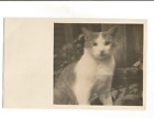 RPPC  CAT OR KITTEN REAL PHOTO POSTCARD CAT IN GARDEN SCENE