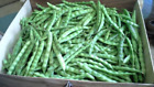 Beans, White Half Runner  Beans, 150 Non-Gmo, Heirloom, Organic, Amish Seeds.