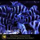 Blue Zaire Moba Frontosa - Cyphotilapia frontosa Zaire Live Fish (2