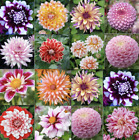 25pc DAHLIA SEEDS Garden Plant Flower bloom rare exotic USA seller FREE shipping