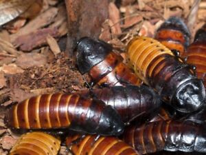 Madagascar Hissing Cockroaches and Black tiger Hissers Adults, Juveniles, Nymphs