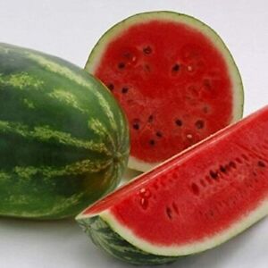 All Sweet Watermelon Seeds | Non-GMO | Free Shipping | Seed Store | 1045