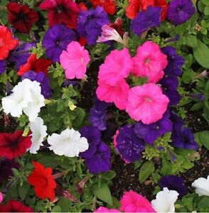 Petunia DWARF MIX Multi-Color Compact Containers Flower Garden Spring 2000 Seeds