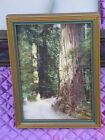 Vintage Hand Tinted or Painted Photo (?) California Redwoods 5X7