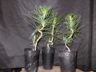 Three 3 Japanese Black Pine For Bonsai Seedling No Graft 7-9
