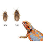 Large Dubia Roaches 3/4”-7/8” 50 Counts - 1000 Counts FREE SHIPPING + 10% EXTRA.