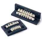 JMU Dental Acrylic Resin Denture Teeth A2 T8 Full Set False Teeth Upper Lower