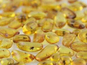 Lot of 10 Genuine  BALTIC AMBER Pieces w FOSSIL INSECTS