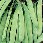 BEANS - Roma II Flat Bush Green Bean Seeds - Heirloom - QTY: 50