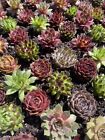10 Rooted varieties Hen and Chicks Sempervivum Plants - Indoor Or Out