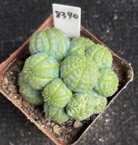 Multi Heads Euphorbia obesa Self Root 6.2cm Sale Succulent Live Plant WYSIWYG