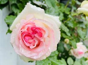 Pink Rose Eden 龙沙宝石 Live Rose Plant Potted