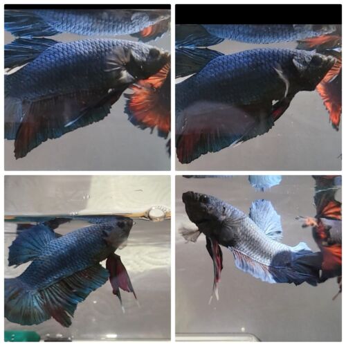 New ListingBetta Fish Live Male King 3 Inch O More Super Fighter