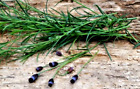 25+ Pipicha Seeds (Porophyllum linaria) Pipitza, Organic Heirloom Chepiche RARE