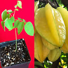 Star Fruit Averrhoa Carambola Bell Seedling Potted Starfruit Plant Tree