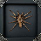 Real Framed Spider Tarantula Handmade Shadow Box Insect Frame Taxidermy Oddities