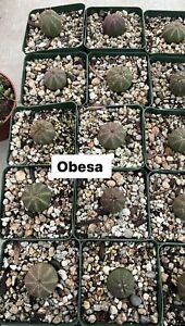 Euphorbia Obesa, 'Baseball / Basketball Plant', Comes in a 4
