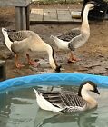 4++extra Super African Goose Geese Hatching eggs Premium Quality