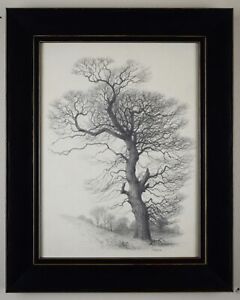 Winter Oak Tree. Original pencil drawing by listed artist Raymond Booth, 1974