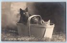 Cat Kittens Postcard RPPC Photo Watching The Shadow Play Rotograph c1905 Antique