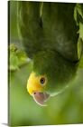 Yellow-headed Amazon Parrot, Belize, Canvas Wall Art Print, Parrot Home Decor